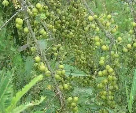 南海翡翠之韵——海南风情散文之旅